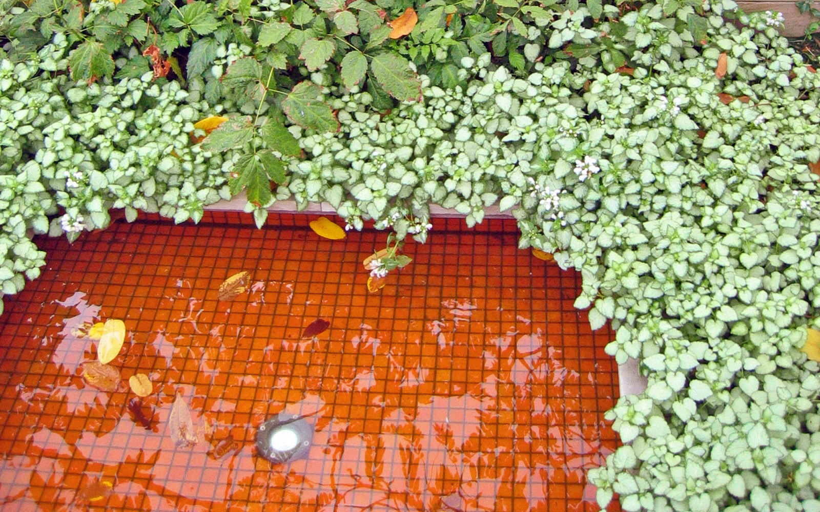The green roof includes a reflective pond with an orange tile liner. Pond surrounded by greenery
